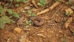 Millipede Stock Footage