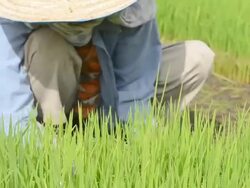 farmer Stock Footage