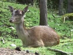 Dear resting in the forrest Stock Footage