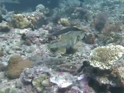 Pipe fish and Puffer fish swimming in tandem, Southern Visayas, Philippines Stock Footage