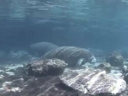 Manatee Swimming Stock Footage