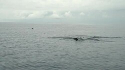 VOICED : Low cost airlines boost green travel to the Azores News Clip