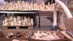 U.S. officials are pulverizing more than six tons of confiscated ivory tusks, carvings and jewelry to support the fight against a $10 billion global trade that slaughters tens of thousands of African elephants. (Nov. 13) News Clip
