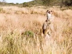 MS Feeding The Leopard Stock Footage