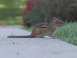 Chipmunk 9-3: HD 1080/30f Stock Footage