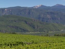 Vineyards near Tramin in South Tyrol PAN Stock Footage