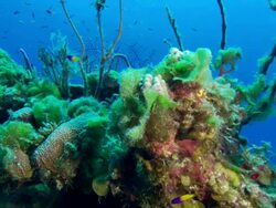 Reef, tunicate, algae. Eleuthera, Bahamas, North Atlantic Ocean  Stock Footage