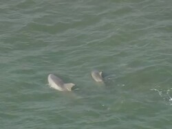MS AERIAL TS Shot of Dolphins swimming in sea / North Carolina, United States Stock Footage