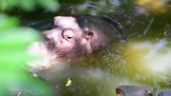 Hippo open mouth Stock Footage