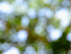 Nature with light bokeh Stock Footage