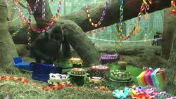 Hundreds Celebrate Oldest Gorilla's Birthday Instructional Video