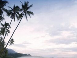 Palm Tree Skies Stock Footage