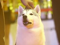 Siberian Husky Dog Stock Footage