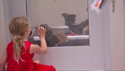 Cientos de perros callejeros de Puerto Rico Llegan a EE.UU. Instructional Video