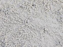 Horned ghost crab Stock Footage