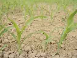 HD DOLLY: Young  Corn Plants In Wind Stock Footage