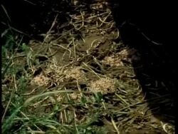 Paving slab being lifted, zoom in on Garden Ants (Lasius sp) Stock Footage