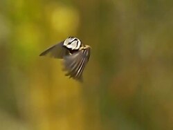 WS SLO MO Shot of Crested Tit, parus cristatus, Adult in Flight and Landing on Tree Trunk / Vieux Pont en Auge, Normandy, France  Stock Footage