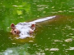 Big Hippo Stock Footage