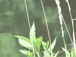 Dragonflies Stock Footage