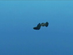 Odd shaped swimming flat fish with Neon spots Stock Footage