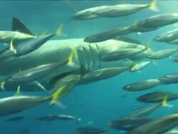 Low Angle pan-right - A great white shark swims past a school of fish. Stock Footage