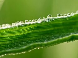 Drops of dew on a wheat stem Stock Footage