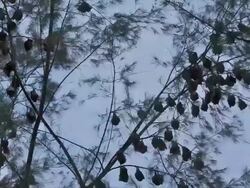 T/L silhouetted fruit bats hanging in tree, Pulau Tioman Stock Footage