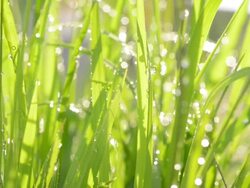 Rice sprout Stock Footage