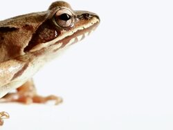 Frog Jumping Away Stock Footage