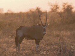 MS TS PAN Oryx herd at dusk  / Central Kalahari Game Reserve, Botswana Stock Footage