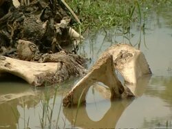 CU Elephant bones in water Stock Footage