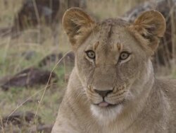 CU Lion sitting in grass and yawning / Tanzania Stock Footage