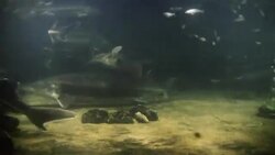 Various fish and a stingray swim together underwater. Stock Footage