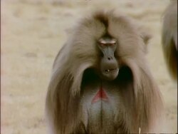 MS Male gelada baboon grimacing, Ethiopia, Africa Stock Footage