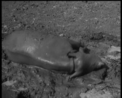 ONE OF THE FAMILY News Clip