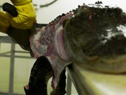 Market For Alligator Meat Booms In Florida Stock Footage