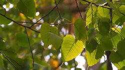 HD : Moving of Boddhi Tree Leafs Stock Footage