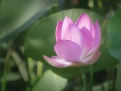 Lotus (Nelumbo Nucifera) HD1080 Stock Footage