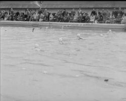 WELSH AMATEUR SWIMMING CHAMPIONSHIPS News Clip