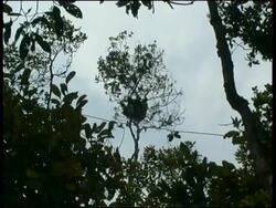 Indri, Indri indri,  Andasibe ( Perinet ) Stock Footage