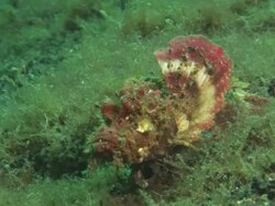Spiny devilfish, camouflaged in algae, walking, Indonesia  Stock Footage