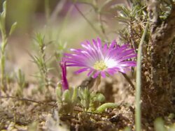 WS View of Single flower of annual ground cover / Namaqualand, Northern Cape, South Africa Stock Footage