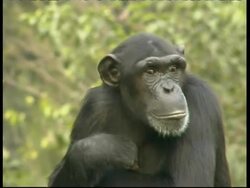Chimpanzee, Pan troglodyte, side view, upper half sits looking around including to camera, CU, Israel Stock Footage