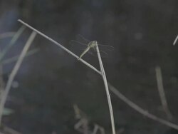 C/U dragonfly in a lake  Stock Footage