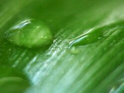 Drops HD1080, NTSC, PAL Stock Footage