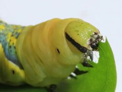 Caterpillar eating green leaf Stock Footage