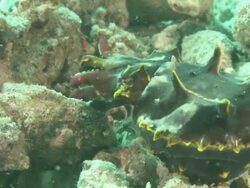 Flamboyant Cuttlefish (Metasepia pfefferi), Kapalai, Sipadan, Borneo Stock Footage