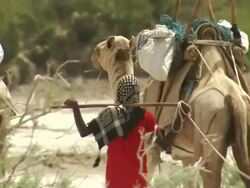Wide Shot pan-left - Camel guides lead camels laden with heavy bags through a semidesert in Djibouti. / Djibouti Stock Footage