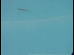 MS single krill floating underwater, Antarctica Stock Footage